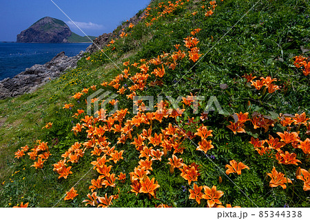 【新潟県】 佐渡市 花の島 北鵜島に咲く岩百合と大野亀遠望 【新潟県】 佐渡市 花の島 北鵜島に咲く岩百合と大野亀遠望 85344338