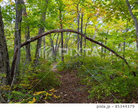 山道にアーチを作る倒木 (山形県、蔵王温泉、盃湖遊歩道) 85344379