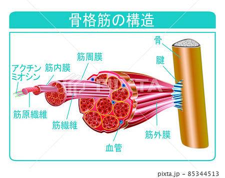 骨格筋の構造 85344513