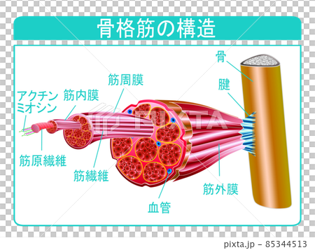 骨格筋の構造 85344513