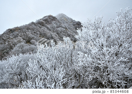 雲仙妙見岳の霧氷 雲仙妙見岳の霧氷 85344608