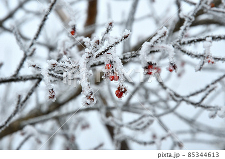 雲仙妙見岳の霧氷 雲仙妙見岳の霧氷 85344613