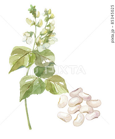 白花豆 花と豆 白花豆 花と豆 85345025