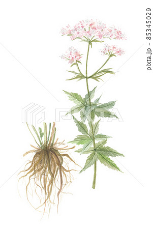 カノコソウ　鹿の子草　花と根 85345029