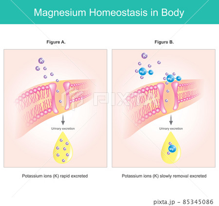Magnesium homeostasis in body. Illustration explain Magnesium deficiency levels intracellular.. 85345086