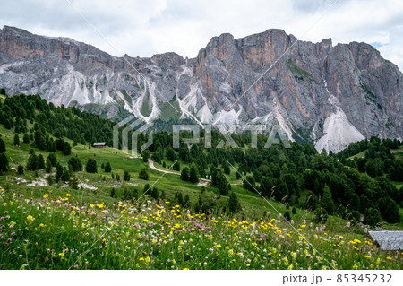 Blooming flowers in the dolomites 85345232