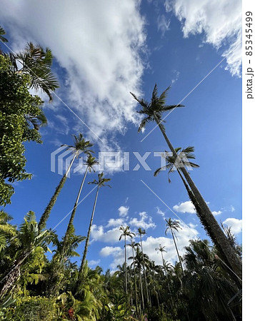 南国の植物と空 85345499