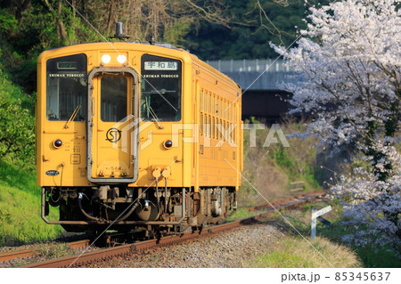 桜と黄色い列車(JR四国 しまんトロッコ用キハ54形) 桜と黄色い列車(JR四国 しまんトロッコ用キハ54形) 85345637