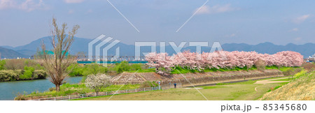 桂川と天神川の背割南東側・トンネル状桜並木の隠れた名所、穴場です 85345680