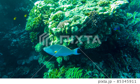 fish parrot and coral reef 85345911