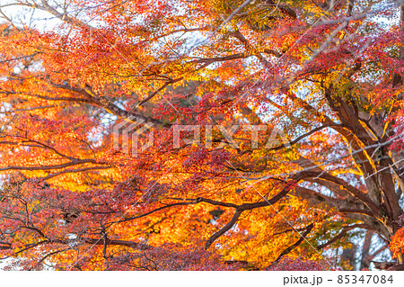 雨引観音　紅葉 85347084