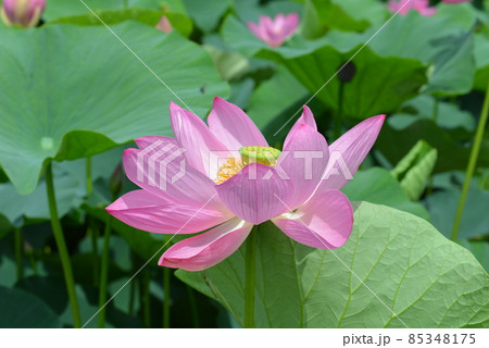 古代蓮の里 85348175