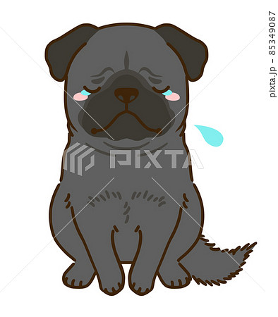 落ち込む黒パグ 85349087