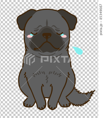 落ち込む黒パグ 85349087