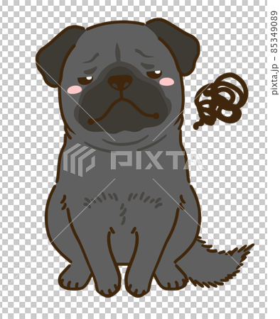 不満がある黒パグ 85349089