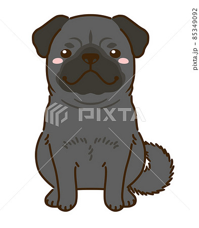 黒パグ 85349092