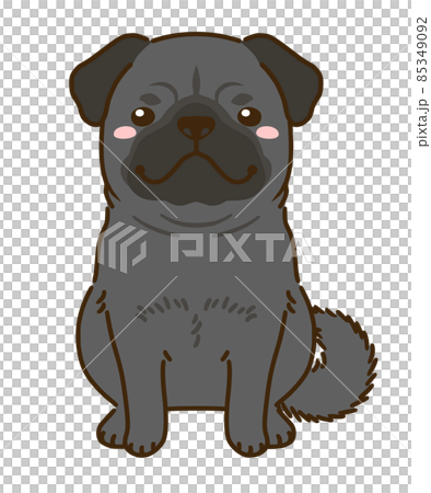 黒パグ 85349092
