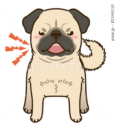 威嚇するパグ（フォーン） 85349110