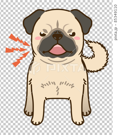 威嚇するパグ（フォーン） 85349110