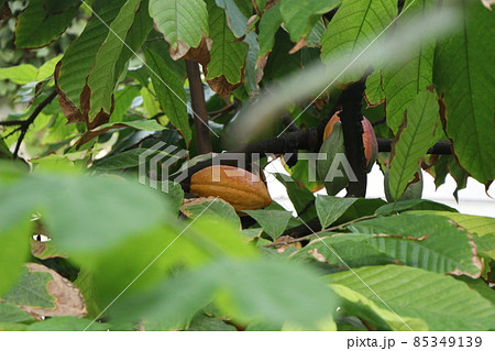 Red and green cocoa beans on a cacao tree Red and green cocoa beans on a cacao tree 85349139
