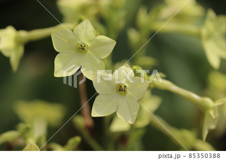 白いニコチアナの花 白いニコチアナの花 85350388