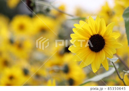 満開のひまわりの花 満開のひまわりの花 85350645