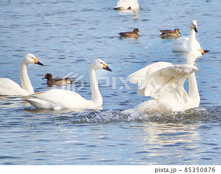 新潟県阿賀野市 瓢湖の白鳥と山々 新潟県阿賀野市 瓢湖の白鳥と山々 85350876