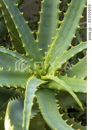 キダチアロエ 85350959