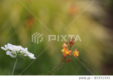 雑草の隙間に咲くノラニンジンの花 85351342