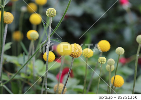 黄色い丸い可愛いクラスペディアの花の写真素材