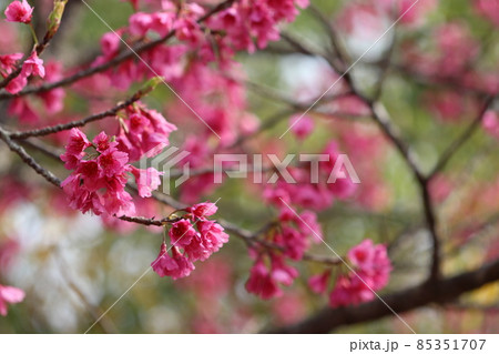 濃いピンクのタイワンザクラ 85351707