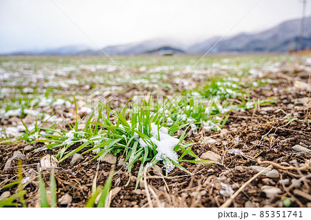 雪がかかった麦の芽 雪がかかった麦の芽 85351741