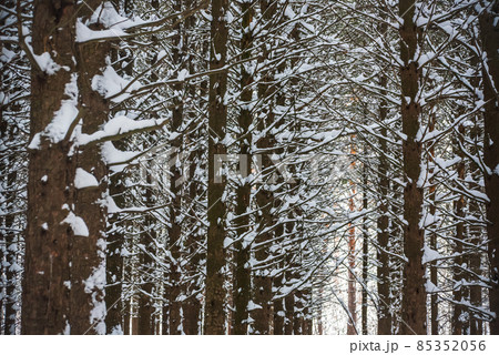 Snow covered branch. Beautiful winter landscape with snow covered trees. 85352056