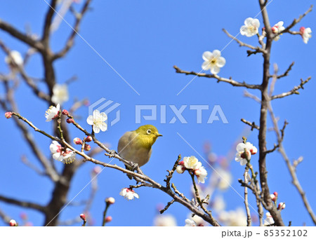 早春の白梅に止まって蜜を吸うメジロ 85352102