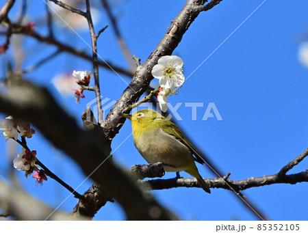 早春の白梅に止まって蜜を吸うメジロ 85352105