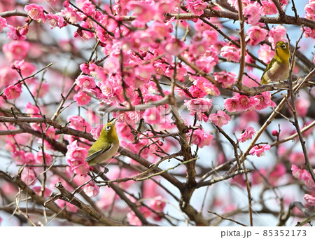 早春の紅梅に止まって蜜を吸うメジロ 85352173