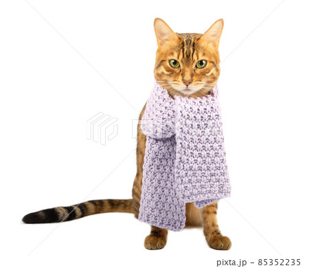 Bengal cat with a scarf around his neck on a white background. Bengal cat with a scarf around his neck on a white background. 85352235