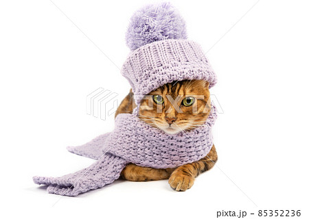 Bengal cat in hat and scarf on white background Bengal cat in hat and scarf on white background 85352236