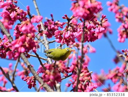 早春の青空の下緋寒桜に止まって蜜を吸うメジロ 85352338