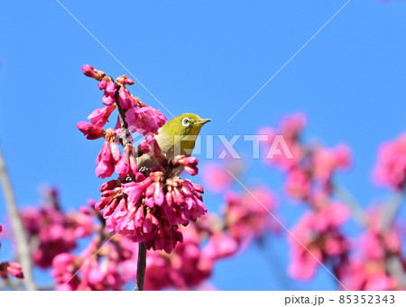 早春の青空の下緋寒桜に止まって蜜を吸うメジロ 早春の青空の下緋寒桜に止まって蜜を吸うメジロ 85352343