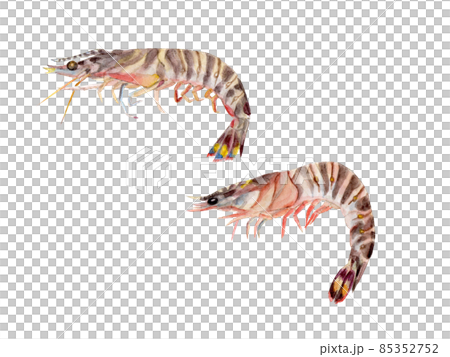 Hand-painted watercolor painting of prawns 85352752
