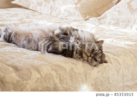 gray fluffy purebred cat is sleeping soundly on a bed on its back. Scottish Highland straight gray fluffy purebred cat is sleeping soundly on a bed on its back. Scottish Highland straight 85353015