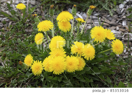 Yellow dandelion flowers Taraxacum officinale . Dandelions field background on spring sunny day. 85353016