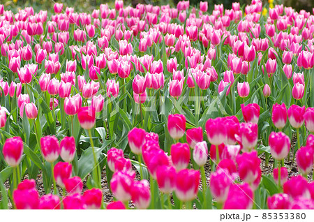 ピンクのチューリップ 85353380