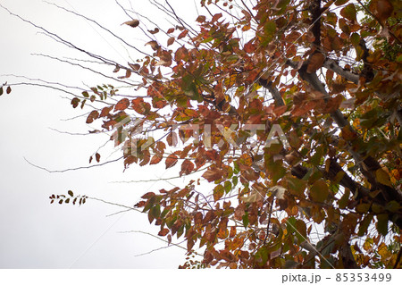 紅葉・色付く・枝・樹木・空 85353499
