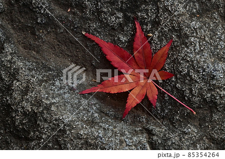岩と落葉した紅葉 岩と落葉した紅葉 85354264