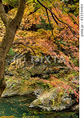 東京でも見られる見事な紅葉・奥多摩の秋の休日 85354464