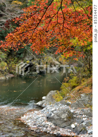 東京でも見られる見事な紅葉・奥多摩の秋の休日 85354477