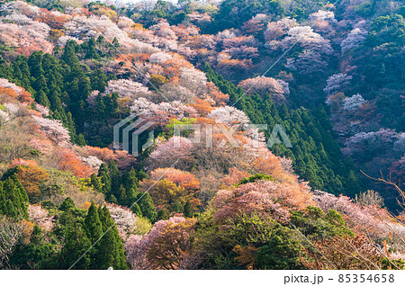 神子の山桜 85354658