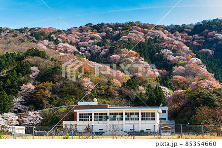 神子の山桜 85354660